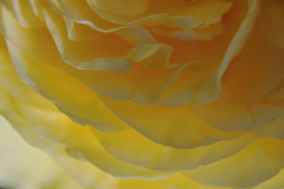 tomitamy's tweet photo. 福島市 #佐藤梨園さんの薔薇 園にお邪魔して撮影させて頂きました。
たくさんの見学者が足を止めてうっとり見とれておられました。 https://t.co/OyBnEzW04x