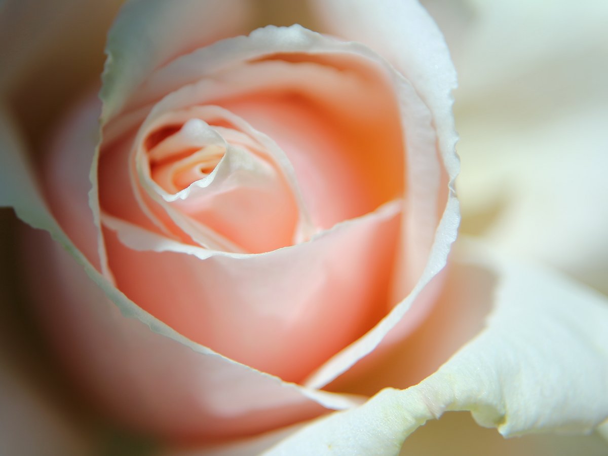 tomitamy's tweet photo. 福島市 #佐藤梨園さんの薔薇 園にお邪魔して撮影させて頂きました。
たくさんの見学者が足を止めてうっとり見とれておられました。 https://t.co/OyBnEzW04x