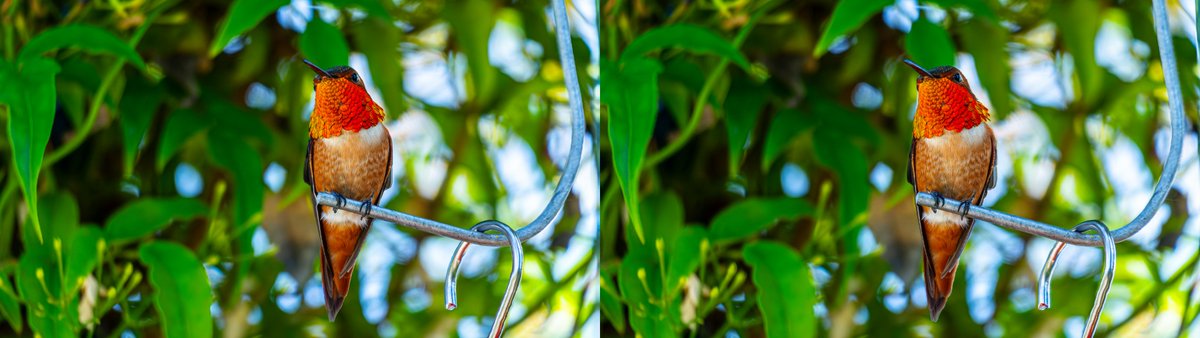 kevin_tung899's tweet photo. 🌄 Daily 3D Nature Beauty:  
🐦 Stunning Ruby-throated Hummingbird Amid &amp; 🍁Autumn Maple Leaves
· Left-Parallel View | Right: Cross View 
· Image Source: @wallhaven 

#stereophoto #3d #3dimage #stereo #stereoscopic #立体 #立体視 #立体写真 #ステレオ写真 #zimo1 #display #parallel https://t.co/it6ZtOummC