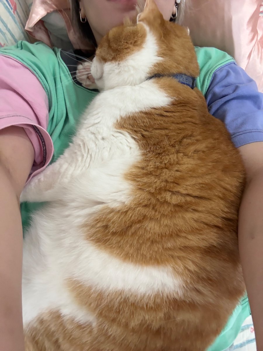 猫のぷー太郎日記 (@HQHwInqSl9PTpr1) / Posts / X