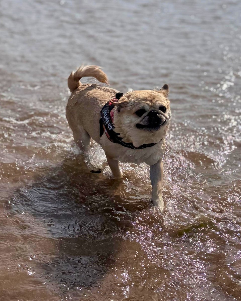 TwrYFelin's tweet photo. A trip to Pembrokeshire with your dog isn’t complete without a dip in the sea!

With plenty of beautiful dog-friendly beaches to choose from, adventure is always close by.

#twryfelinhotel #thecelticcollection #stdavids #pembrokeshire #dogfriendly https://t.co/b9dt0WTBAL