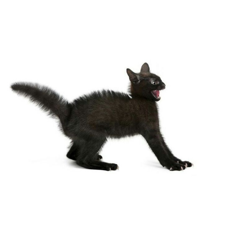 IaorTsireeey3's tweet photo. This stupid cat https://t.co/6ouNlltInR