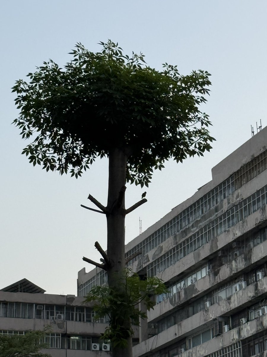 thedelhiwalla's tweet photo. World’s Loneliest Bird… Delhi Arbor, Prithviraj Market, Somewhere in Sweltering May https://t.co/kB8GwbjnZj