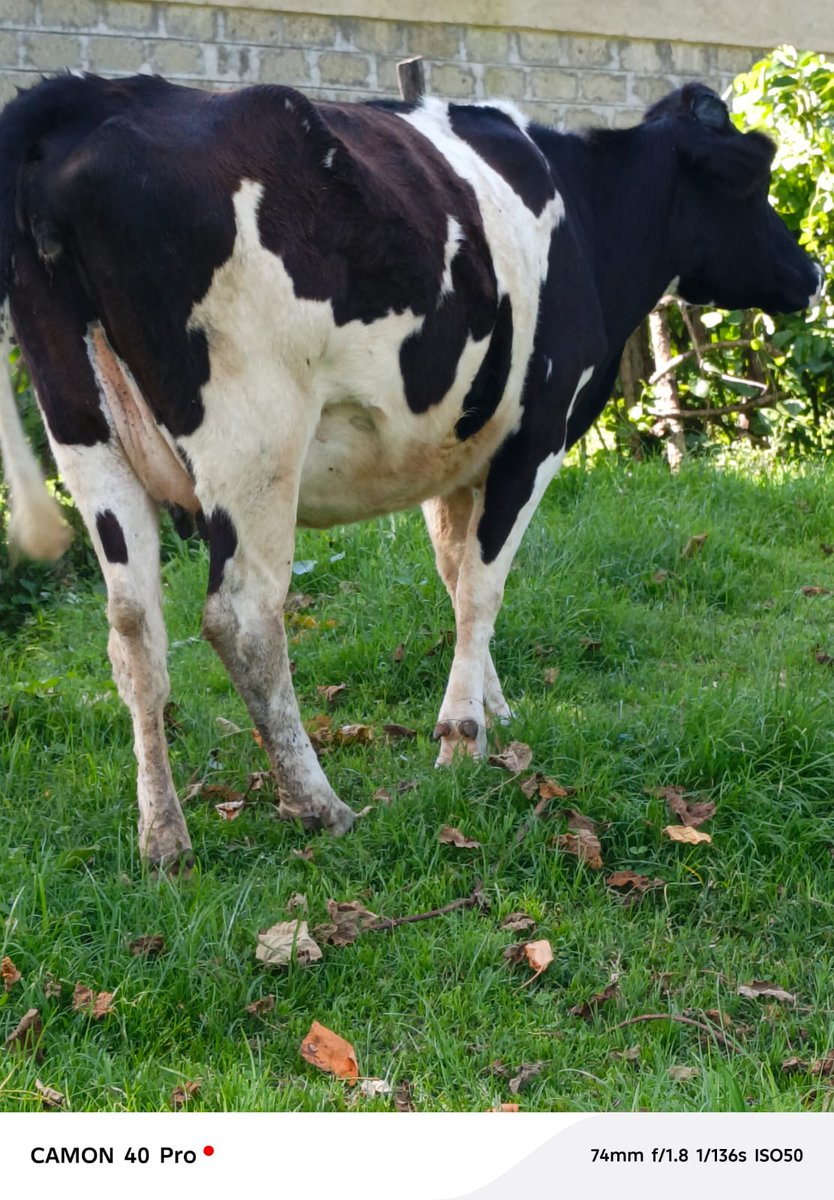 MountPeterFarms's tweet photo. MT. PETER FARMS — QUALITY STOCK UPDATE 🐄

Proud to share a look at some of the beautiful animals here at Mt. Peter Farms, Sori — Karungu, Migori County!

🟤 Ayrshire heifers —excellent potential for our local conditions

🖤⬜ Friesian heifer— classic black-and-white markings https://t.co/JCqm2blsxu