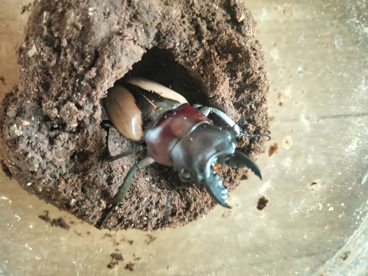 ryuho69's tweet photo. 放置してた土繭割ったらブルマイスターツヤクワガタ成虫になってました！
小ぶり！あとメスがいないからどうしよう！ https://t.co/drsEzcxzem