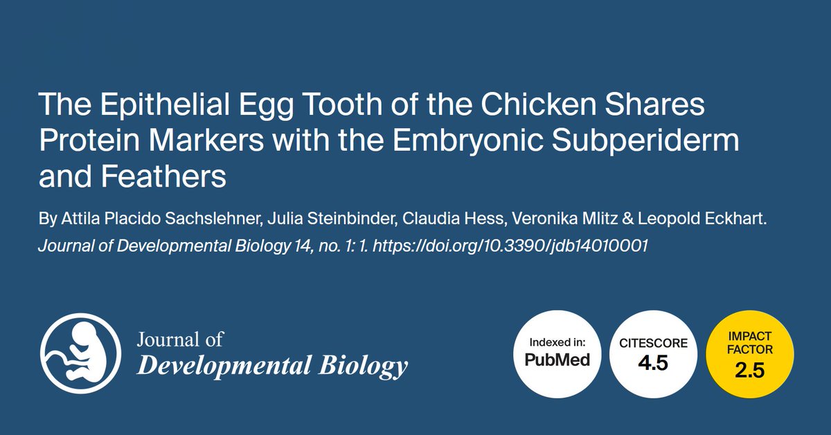 JDBMDPI's tweet photo. 📢 New Insight!

✒️ “The Epithelial Egg Tooth of the Chicken Shares Protein Markers with the Embryonic Subperiderm and Feathers” by Attila Placido Sachslehner, et al.
📖 https://t.co/eYv0U35zqv

#MDPI #DevBio #eggtooth #avianbiology #skinappendages #evolution https://t.co/GtQbVTWHgH