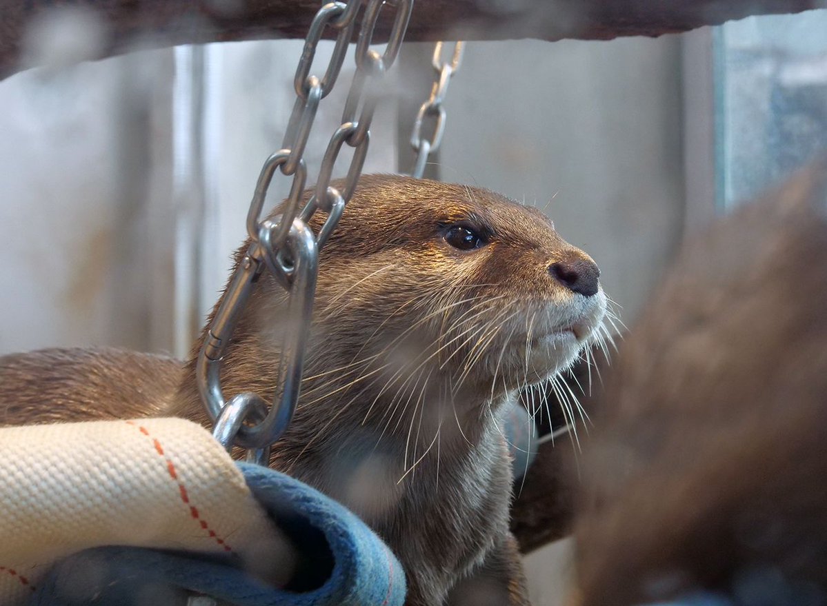 in_nekobeya's tweet photo. 今日は「世界カワウソの日 」です。
何故、そういう日が制定されたのかを少しでも知ってもらえたらいいな。
#水族館好きと繋がりたい #水族館 #atoa #コツメカワウソ https://t.co/DyDBTeFdAR