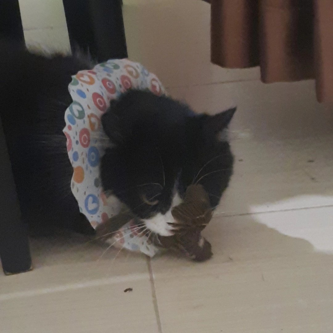 seunadaa's tweet photo. Abom ngaku anak black panther https://t.co/ZjpLx3NP28