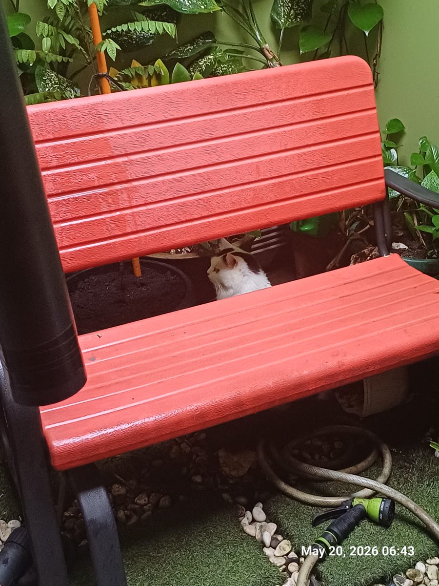 bintik_'s tweet photo. idul adha kali ini bintik nyekar ke makam kak uma https://t.co/i1lacTfSmF