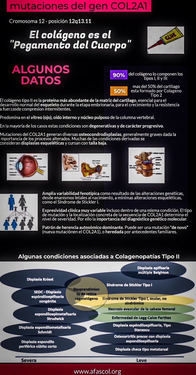 NoInvisibles's tweet photo. El 27 de mayo visibilizamos las #ColagenopatíasTipoII
Conocer más y mejor #COL2A1
Diversas condiciones son debidas a esta mutación
#Stickler #SEDC #Strudwick #Kniest
#Perthes #Stanescu
Hay que investigar por la cura‼️
Es el camino y la esperanza💚💜
Gr. @AFASCOL @FUCOLCH👇
https://t.co/i0ccokmwrm