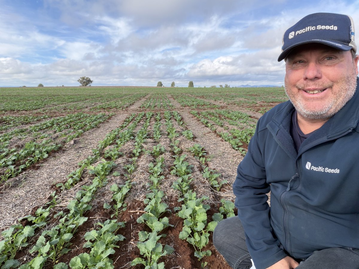 CaptainCanola's tweet photo. 2026 Lockhart NSW @theGRDC @GRDC_NVT Canola Trials looking exceptional with the latest rain. Most hybrids across every technology block are just amazing from different companies. The extra biomass growth just helps with so many factors 💪 @GRDCNorth @PacificSeeds @danrollsroyce @schilgee @AgingAgro @hurgl1 @FotiouMila