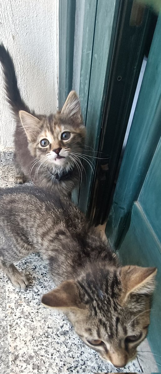 asiram1308's tweet photo. Ma come cavolo si fa ad abbandonare dei piccini così dolci??? Vivo in campagna, posto abbastanza isolato e di conseguenza, inizia il caldo e arrivano queste piccole creature alla ricerca di un riparo,cibo ed Aqua 😭 https://t.co/TPyZaYQk7Y