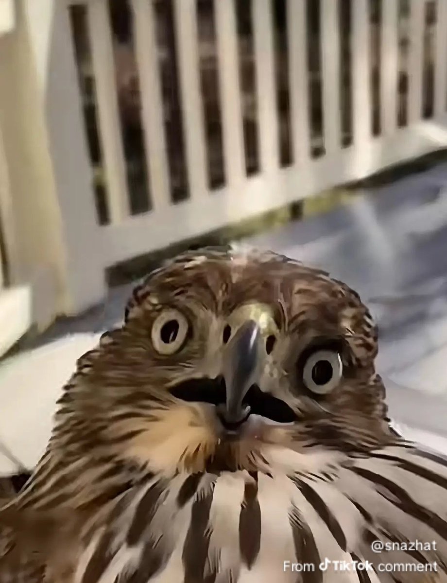 Scuffed_Cryptid's tweet photo. @s8n She lookin at him like: https://t.co/9lX56qsexR