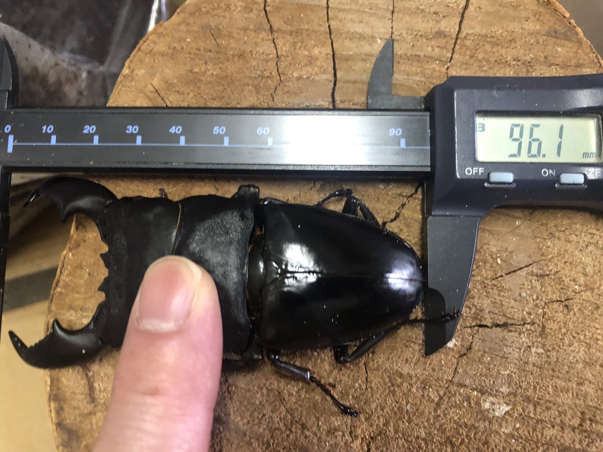 ookuwasph2001's tweet photo. スマトラオオヒラタのWF1
96.1mm羽化しました。 https://t.co/7vB87IyVSI