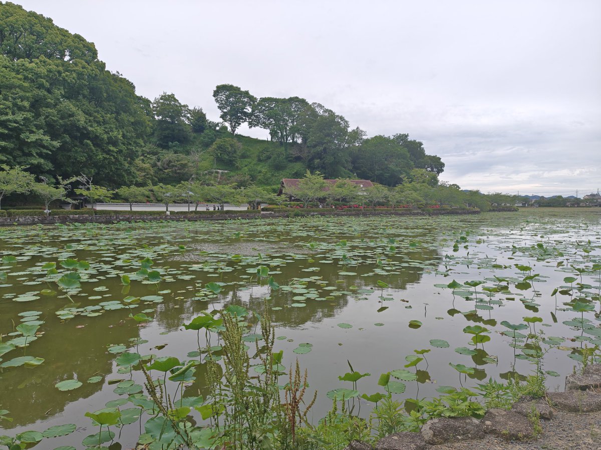 gapchasm77's tweet photo. 昼食後の腹ごなしに、蓮華寺池公園を散策。頑張って、富士見台展望台まで、登ったら、天気が悪くて全く期待していなかった富士山見えて、ラッキー。 https://t.co/C7DnZeQTls