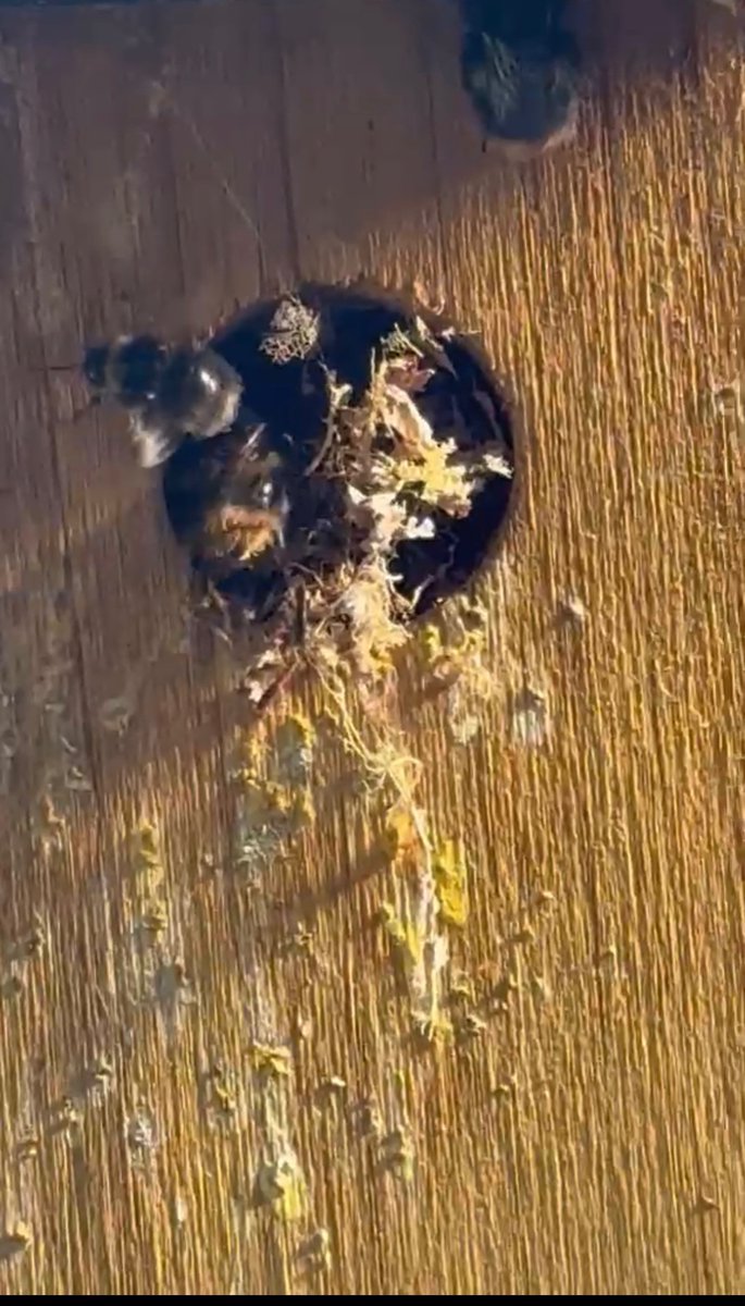boatypat's tweet photo. Daughter sent this .. #bumblebees in her #birdbox .. it is no longer available to let .. her summer guests r there to stay https://t.co/ZF5YQQQqK6