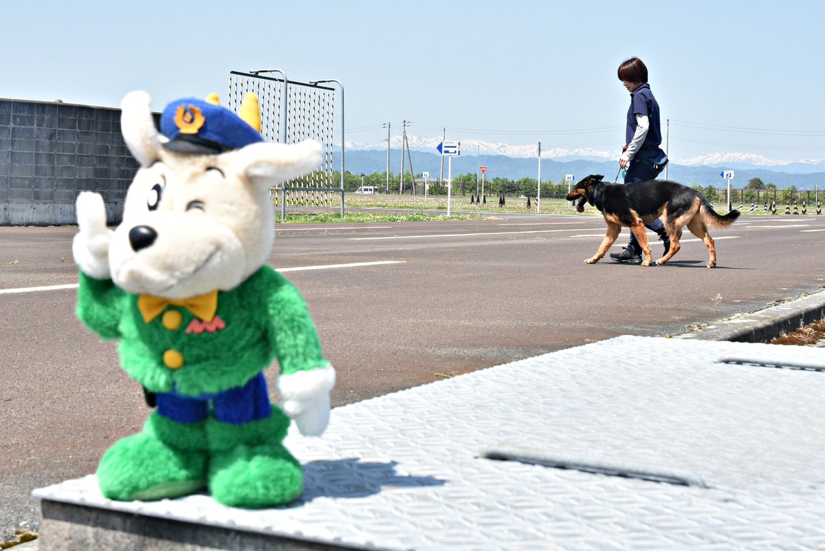 ypkoho's tweet photo. 【Come on  #カモンくん ！No.60】
5/16、山形県 #嘱託警察犬審査会 に行ってきたよ。民間の訓練士さんや飼い主さんが育てた犬が、足跡や遺留品の臭いから犯人や行方不明者を見つけるテストをしたよ。犬の能力ってすごいな。 https://t.co/wESFlhnJ7T