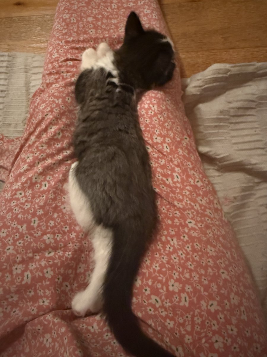 Fairy Cat Mother tweet media