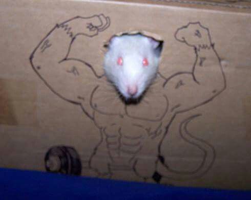 Rat tweet media