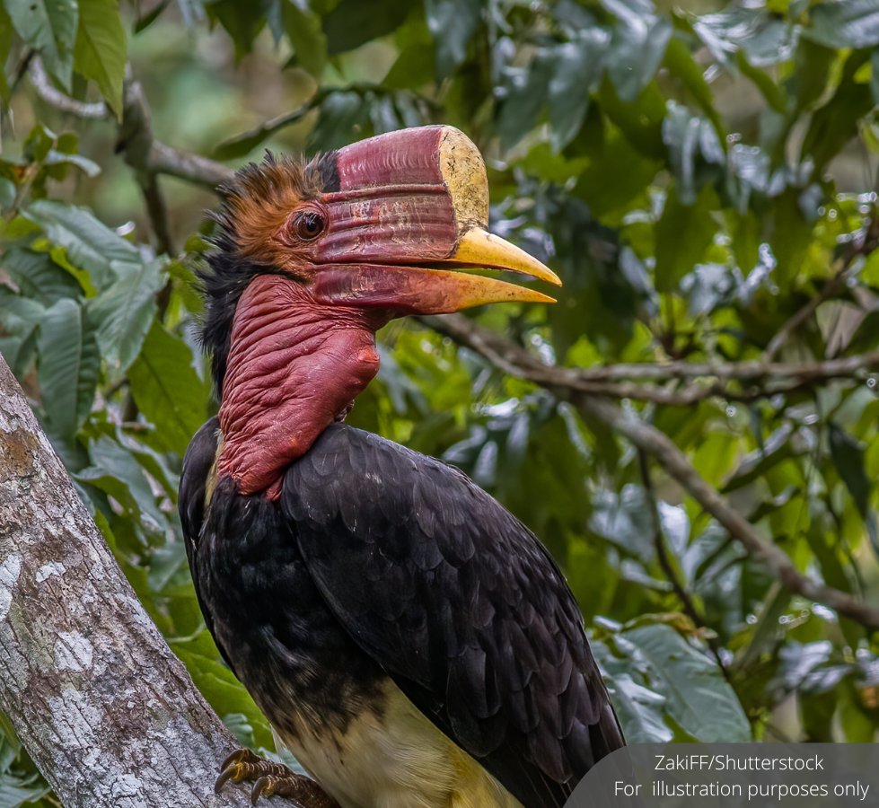 NewsBFM's tweet photo. A 34-year-old Malaysian man was arrested at Suvarnabhumi Airport in Thailand for allegedly attempting to smuggle more than 250 live wild animals to India.

His luggage included 2 hornbills, 62 iguanas, 5 monitor lizards, 100 blue-tongued skinks and 80 freshwater turtles.

🧵1 https://t.co/yP3GMfIA1A