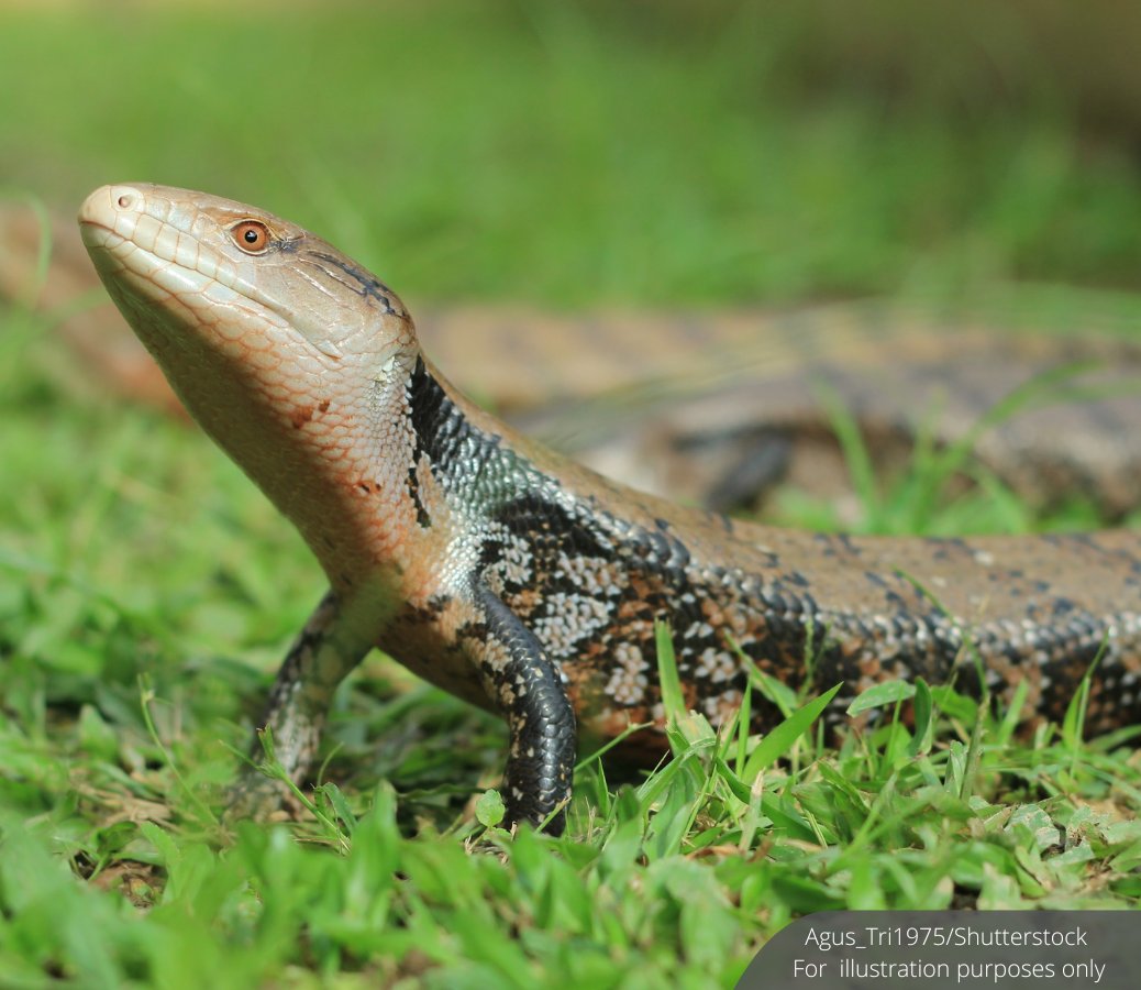 NewsBFM's tweet photo. A 34-year-old Malaysian man was arrested at Suvarnabhumi Airport in Thailand for allegedly attempting to smuggle more than 250 live wild animals to India.

His luggage included 2 hornbills, 62 iguanas, 5 monitor lizards, 100 blue-tongued skinks and 80 freshwater turtles.

🧵1 https://t.co/yP3GMfIA1A