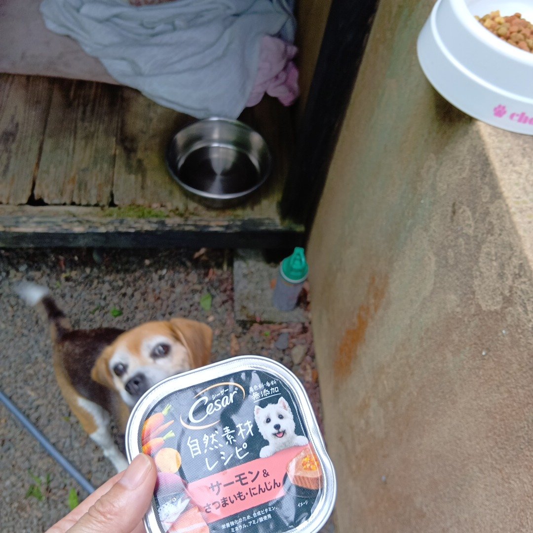 petitmol's tweet photo. 今年も1週間くらいおるすばん

トミーパパにもらったトミーが好き嫌いしたシーザーは、ショコラママに断ってショコラちゃんが美味しくいただきました

ビーグル　
訪問型のペットのお世話
#ペットシッターぷち 
変わらない環境だから安心 
いつものおうちでおるすばん 
#静岡 #藤枝 #焼津 島田 吉田 https://t.co/GLK5amnIkZ