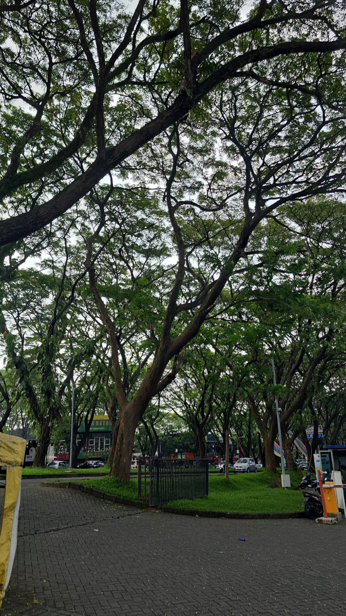 BAMANSP's tweet photo. Nyari sarapan ke taman dayu https://t.co/4C91eGUJNQ