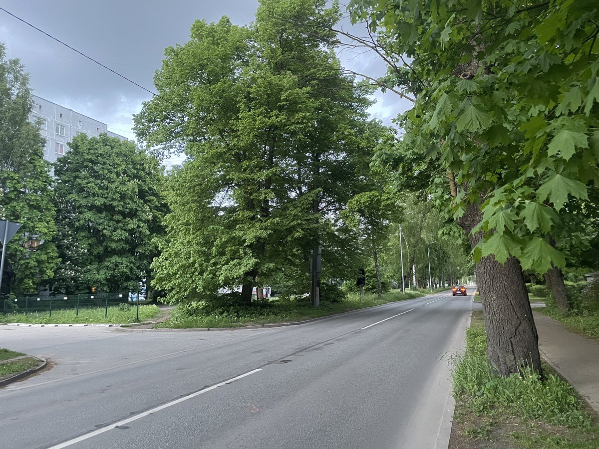 RudolfsGo's tweet photo. Tūlīt šeit Jūrmalas gatvē pie Zolitūdes ielas plāno izcirst 20 kokus, lai paplašinātu brauktuvi pirms krustojuma. Tie ir visi koki gar ielu ~180 m posmā.
Vai visi Imantas koku aizstāvji, tostarp politiķi, kas cīnījās pret koku ciršanu veloceļam, šeit arī aktivizēsies? https://t.co/6U04SmkbTy