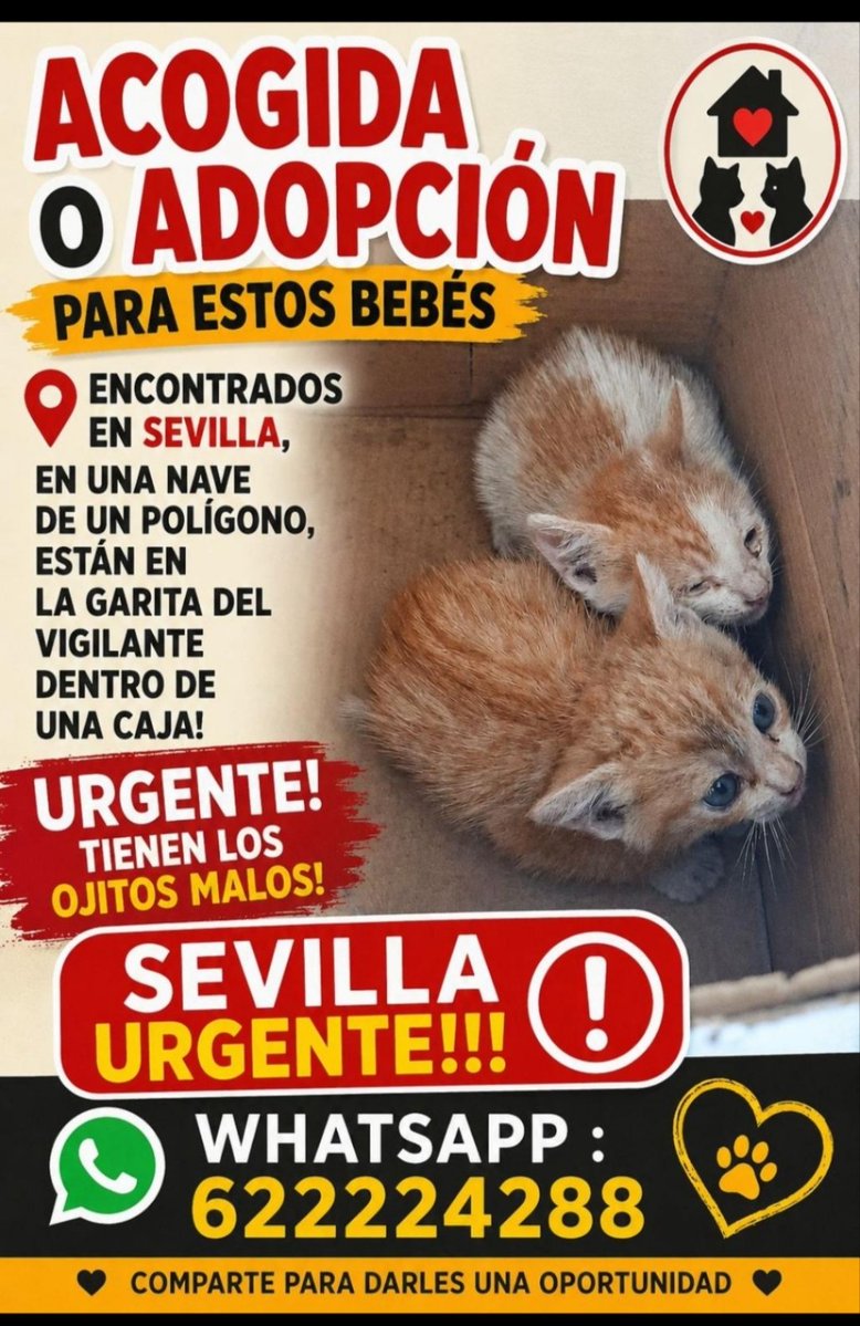 María Viñuela del Jeso tweet media