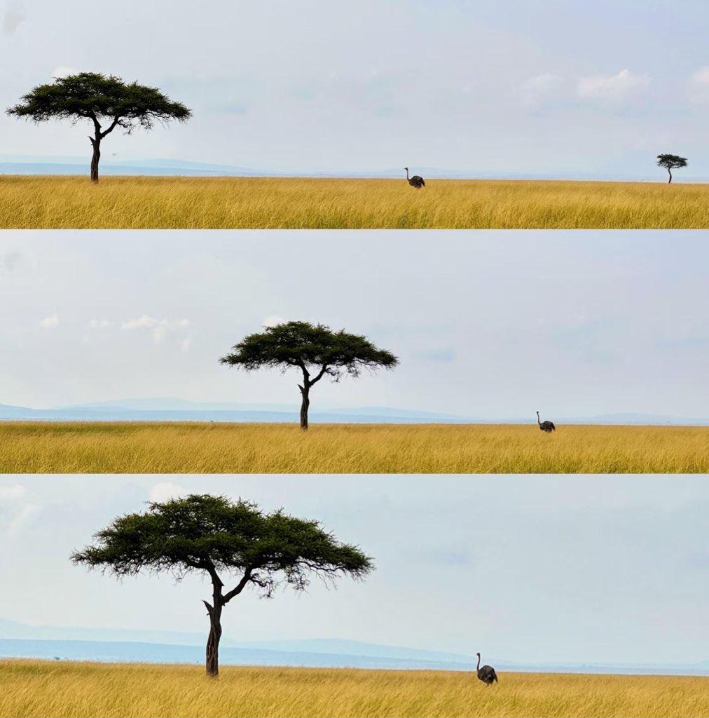 NomadNationsafaris tweet media