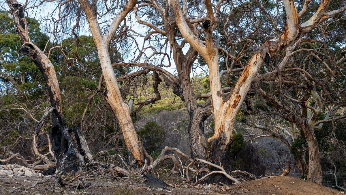 GASt_GAfAS's tweet photo. »After European colonisation, much of the Indigenous land management stopped. Since then, plant life in many parts of Australia has changed, exacerbating the risk and impact of wildfires.« #FirestickFarming #FirstNations https://t.co/HmbTZMB04h https://t.co/63XcrxMCVB