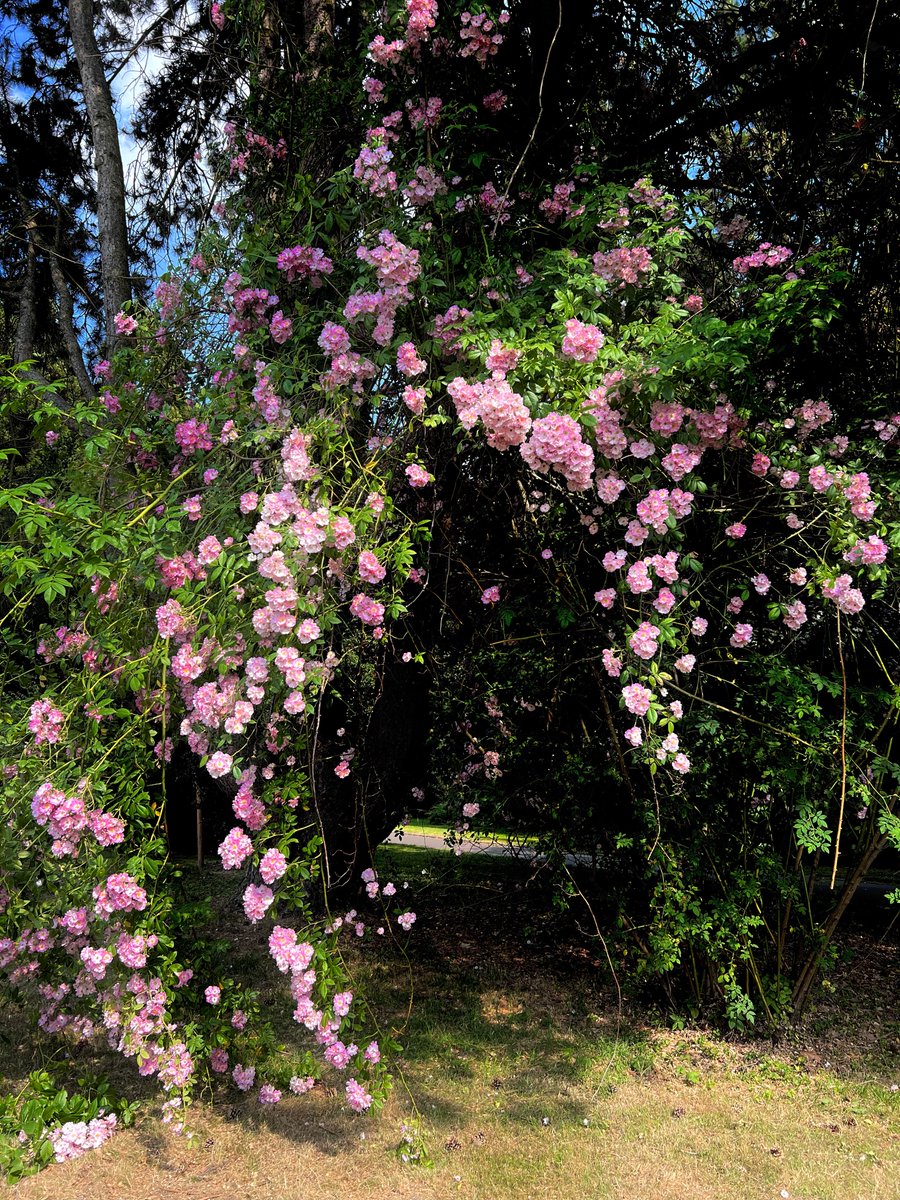 Happy #RoseWednesday dear Juju
