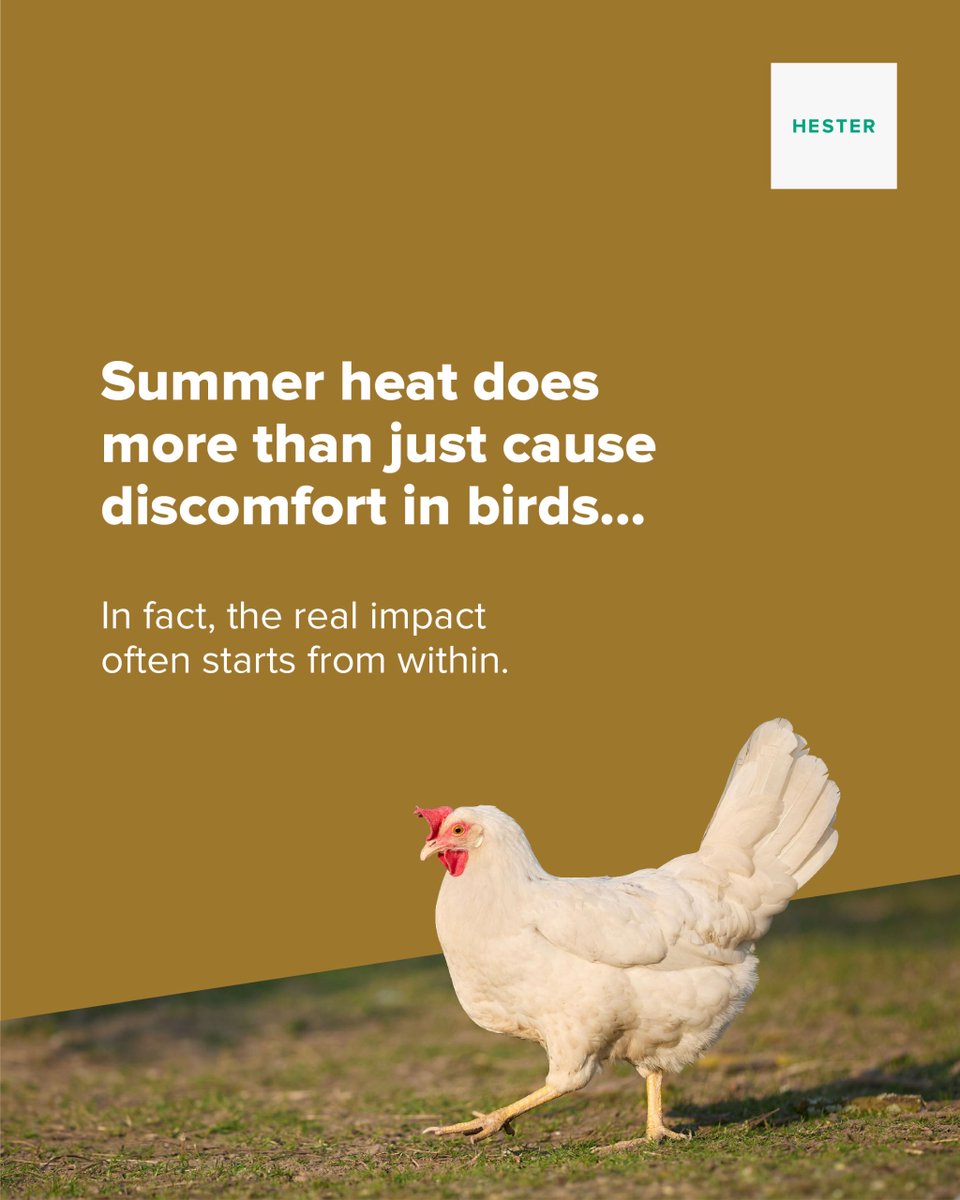 Hesterindia's tweet photo. Summer stress affects more than just bird comfort. Reduced feed intake, heat stress, mycotoxins, and metabolic imbalance can put extra pressure on the liver and kidneys, impacting overall flock performance.

Supporting organ health during summer is key to maintaining productivity. Nutritional support like Decarnitox helps birds cope better during challenging conditions.

#PoultryHealth #HeatStressManagement #MycotoxinControl #LiverSupport #PoultryFarming