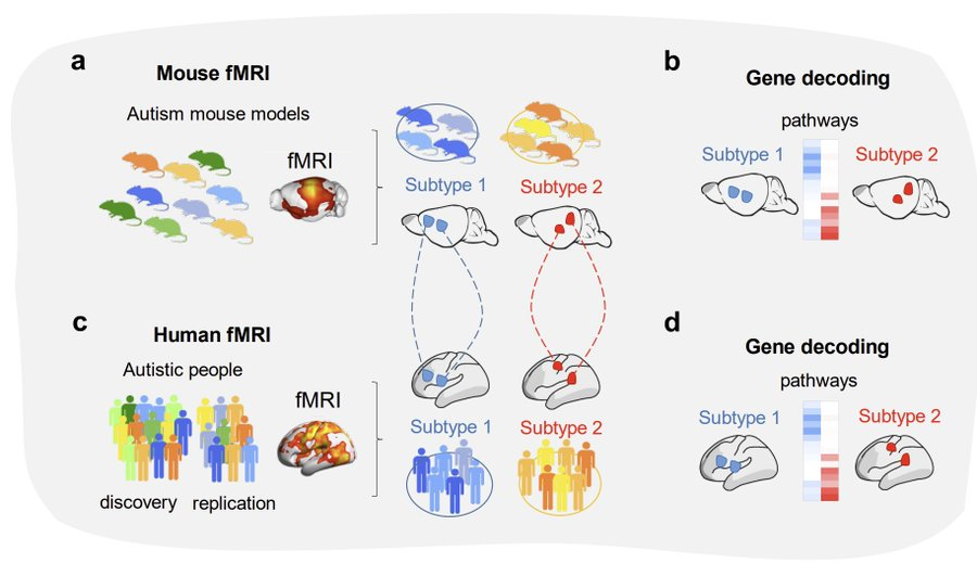 Gozzi_Ale's tweet photo. Our latest work is now out in @NatureNeuro 🎉

Using brain scans in 🐭mice and humans 👨 we show that variable patterns of brain activity in #autism reflect distinct underlying biological mechanisms!

👉https://t.co/I8SQnOn2kI https://t.co/WnC9NamxUh