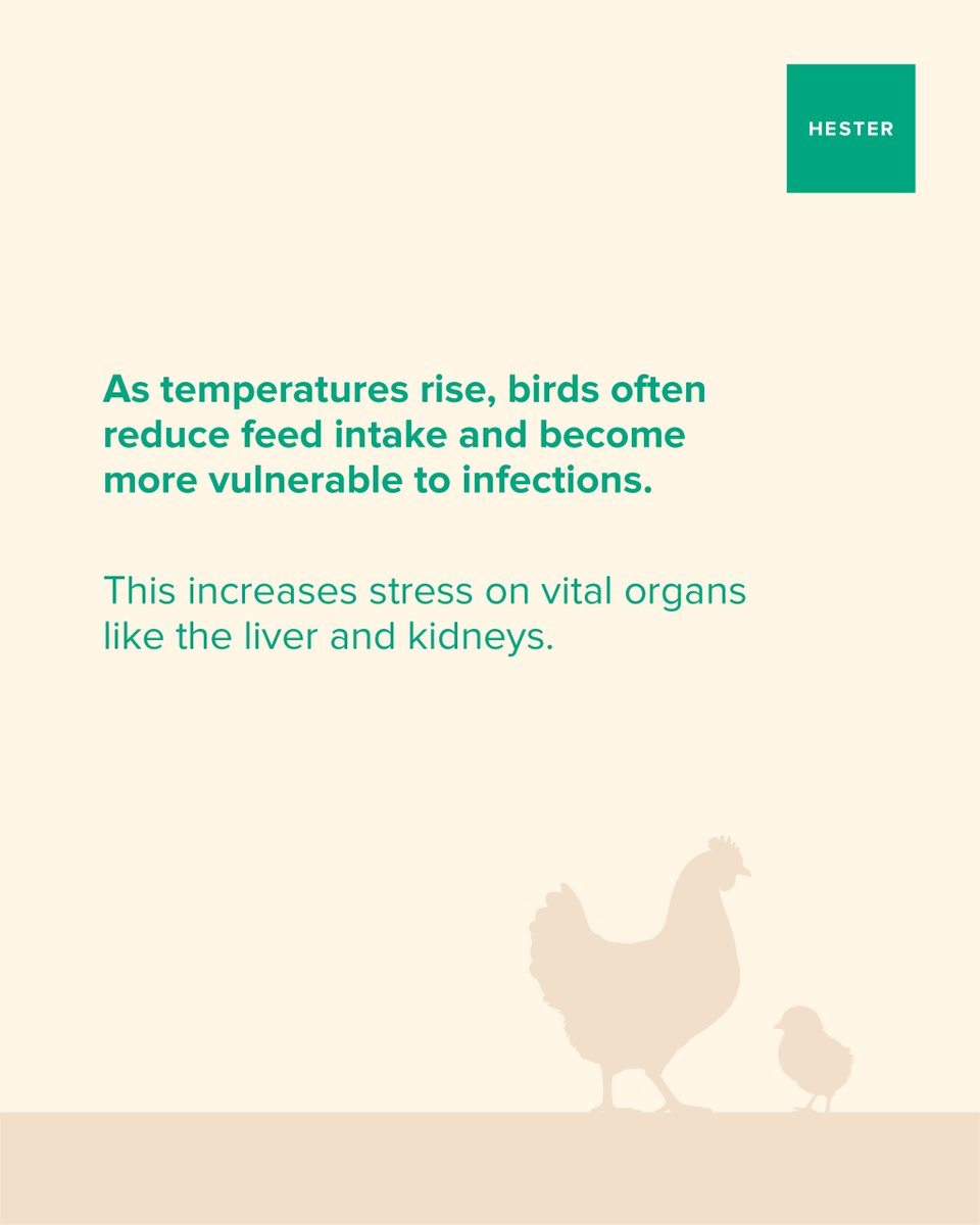 Hesterindia's tweet photo. Summer stress affects more than just bird comfort. Reduced feed intake, heat stress, mycotoxins, and metabolic imbalance can put extra pressure on the liver and kidneys, impacting overall flock performance.

Supporting organ health during summer is key to maintaining productivity. Nutritional support like Decarnitox helps birds cope better during challenging conditions.

#PoultryHealth #HeatStressManagement #MycotoxinControl #LiverSupport #PoultryFarming