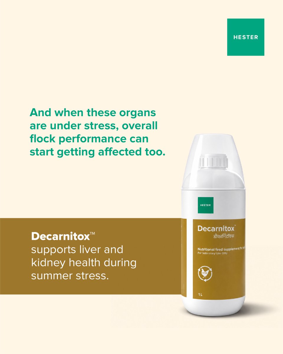 Hesterindia's tweet photo. Summer stress affects more than just bird comfort. Reduced feed intake, heat stress, mycotoxins, and metabolic imbalance can put extra pressure on the liver and kidneys, impacting overall flock performance.

Supporting organ health during summer is key to maintaining productivity. Nutritional support like Decarnitox helps birds cope better during challenging conditions.

#PoultryHealth #HeatStressManagement #MycotoxinControl #LiverSupport #PoultryFarming