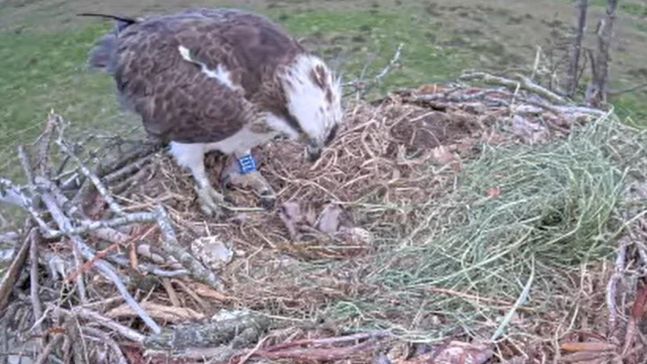 Foulshaw Ospreys tweet media