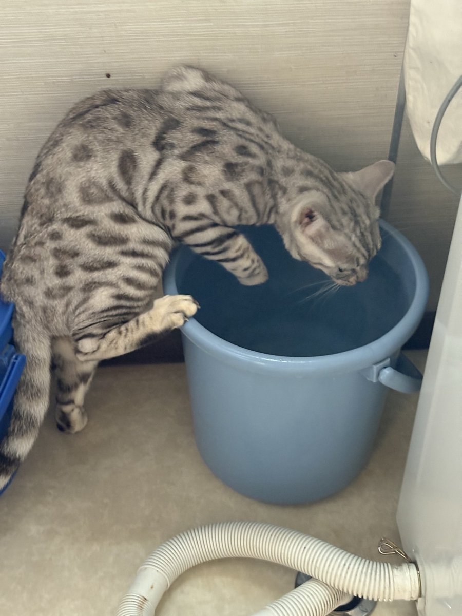 yukamermon's tweet photo. #glowcross
JAZAさん、こんにちは。突然ですが、うちの猫はシルバーベンガル。この猫種は水を怖がらないとか。だからなのか、水遊びが好きなんです。飲み水容器をひっくり返して、掃除が毎回大変なので、洗濯物を入れるバケツ🪣を水飲み場にしました。おてんば（死語？W）なヴィヴィちゃんです🐈‍⬛ https://t.co/Y2xdUi4Uy5