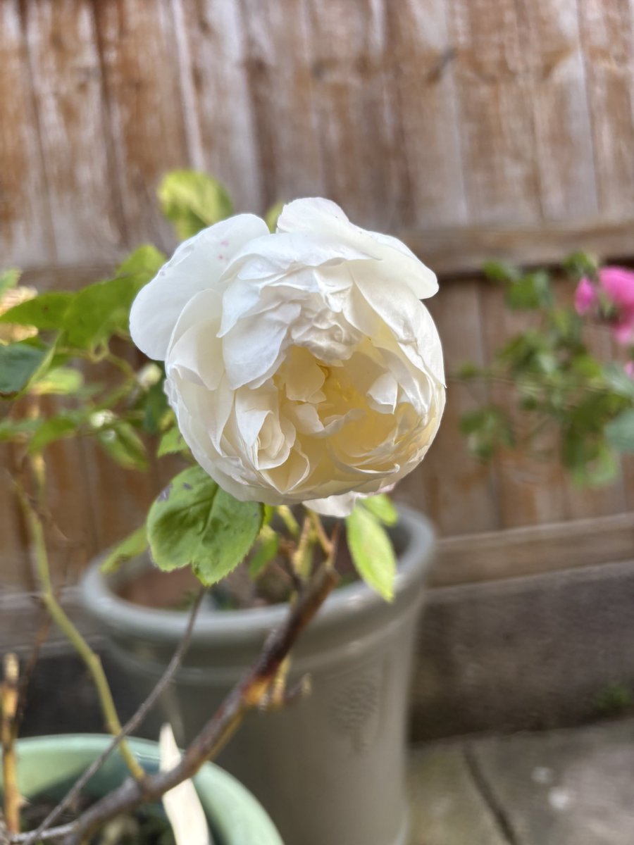 senttocoventry's tweet photo. Everything’s coming up @DAustinRoses - all gifts from my late mum and this year a reminder that death doesn’t mean she’s far away or forgotten https://t.co/JYZBZ15UgP
