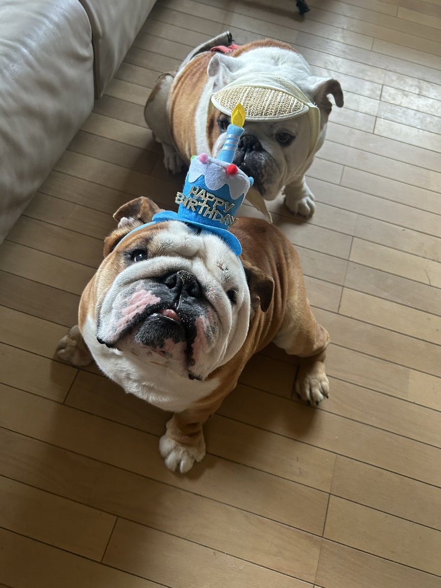 michiko11111114's tweet photo. 5月15日(Friday)

🐶バンバン君　

5歳の🎂お誕生日でした✨🎉

ようやく
家族みんなでお祝い出来ました✨㊗️🎊
ごめんね　遅くなって💦🙏

今日からまた
家族みんなで　ボチボチと　楽しく
やっていきましょう✨✊

#イングリッシュブルドッグ
#BAMBAM
#5歳
#29kg
#男の子
#高知県
#Bullmoonっ子 https://t.co/7DeMM4qcCG