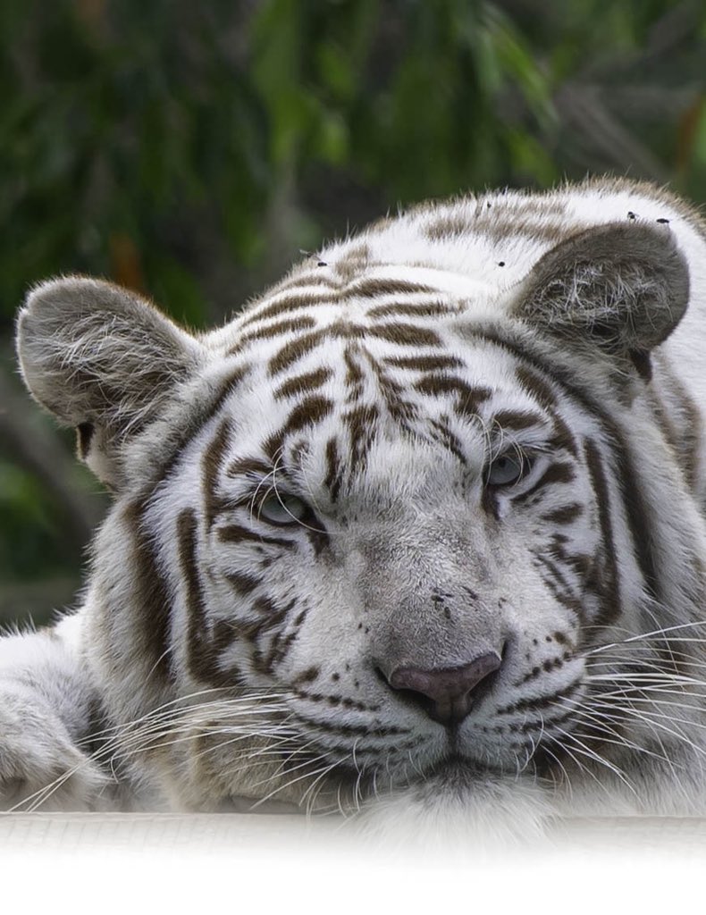 OumaJr256's tweet photo. Conservation is not just about protecting wildlife, it’s about respecting the balance of nature. Every species has a role, and when we preserve the wild, we preserve a part of ourselves too.
📸 @OumaJr256 https://t.co/48VcqQzMnj