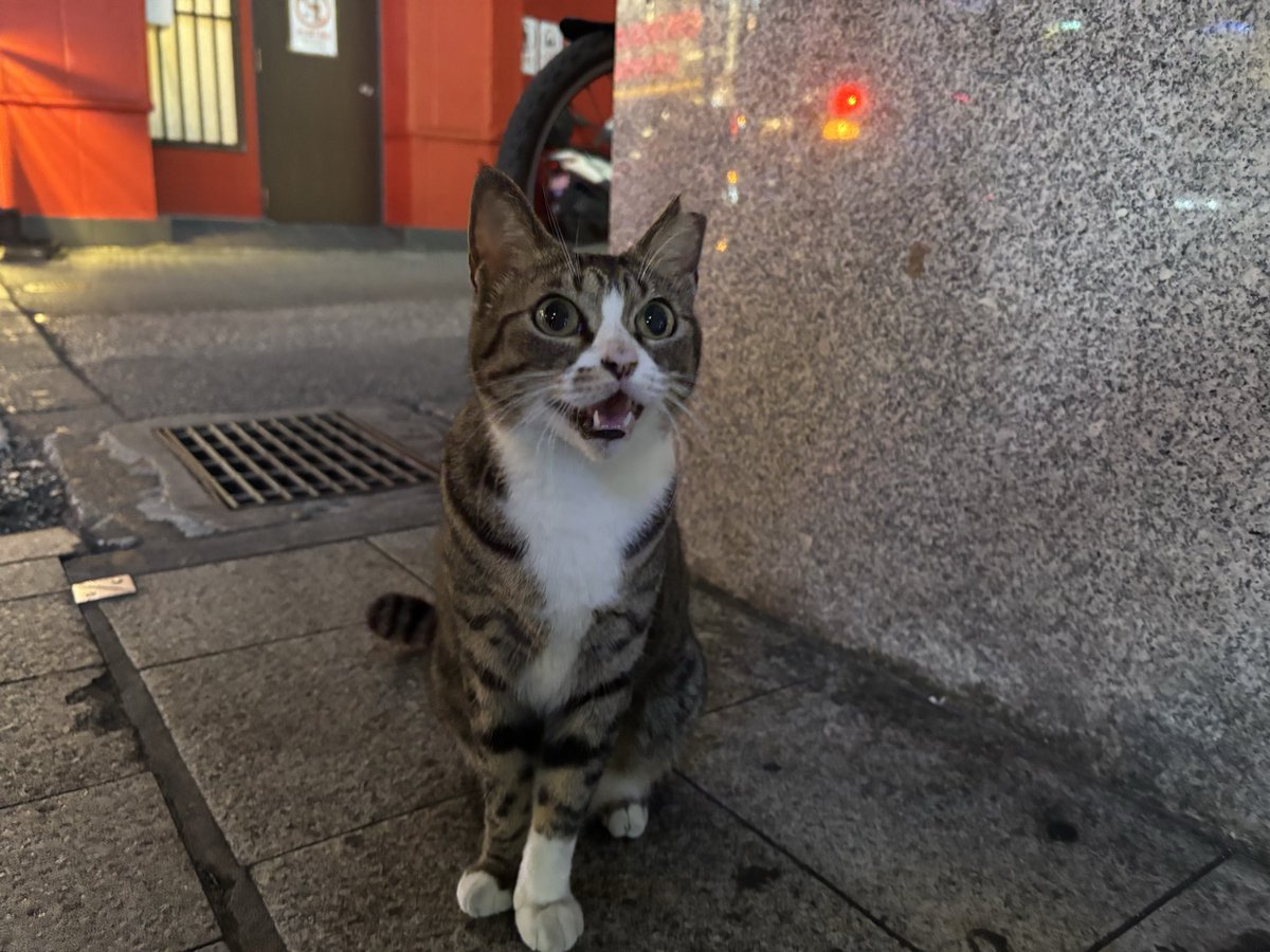 moooooryyy's tweet photo. 玉田企画『光る』　シアタートラム
折り返し日になりました。
沖縄でのリサーチの写真。沖縄のフレンドリー猫たちに癒されながら歩きました。旧海軍司令部壕へと続く長い階段。沖縄は地下空間を強く想わせる旅になりました。 https://t.co/tBBi5NLTBQ