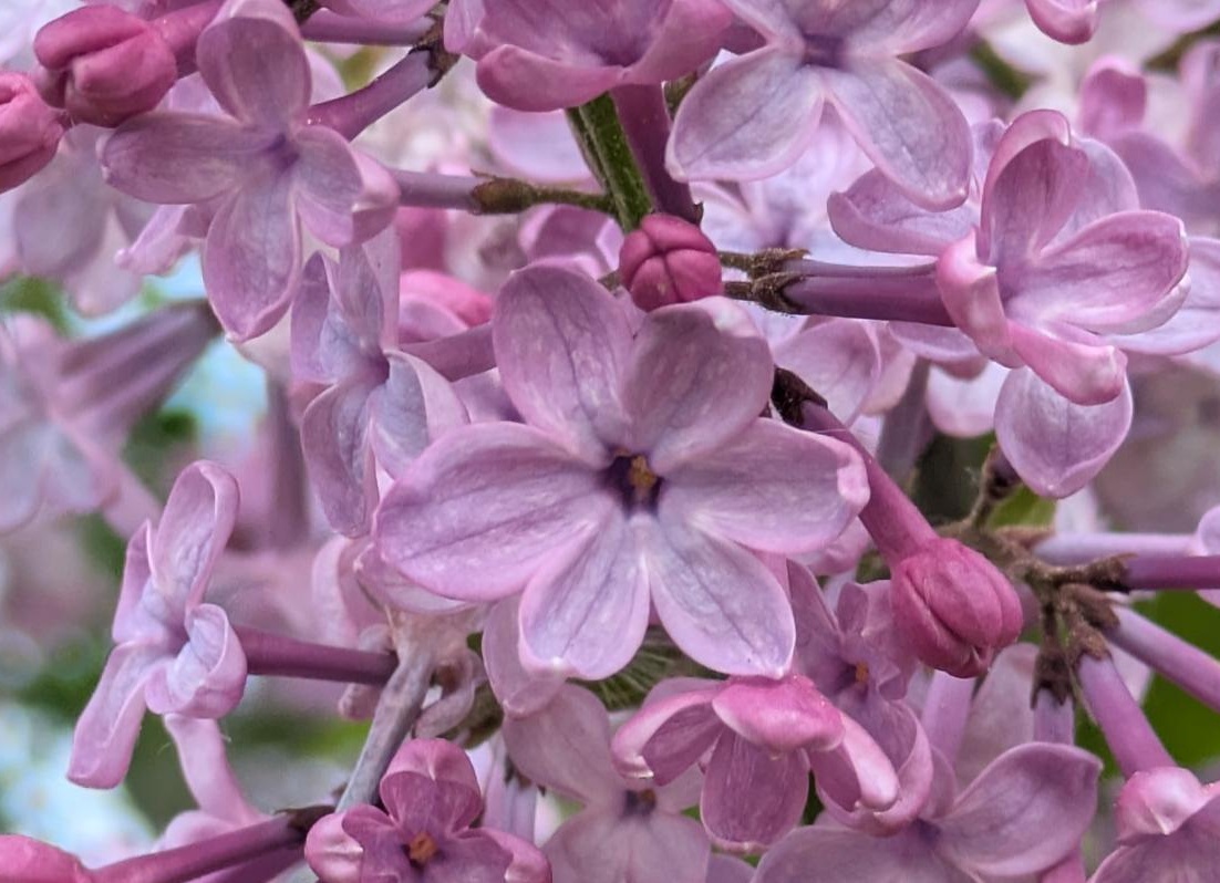 sapporo_talk's tweet photo. ☆皆さんにラッキーのお裾分け☆

通常４枚ですが、５枚の花びらがあるものを見つけると幸運が訪れるといわれるラッキーライラック

札幌の川下公園で、いろいろな種類を見つけることができました（右下の６枚はスーパーラッキー！？）

今週末、さっぽろライラックまつりに行く人はぜひ探してみて https://t.co/PApehWvRjo