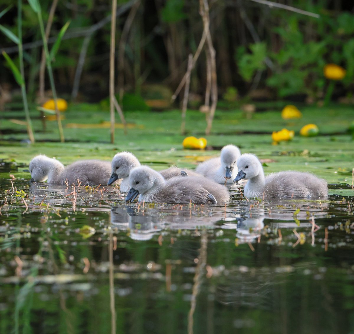 paulgray74's tweet photo. #cygnets #swans #brickcroft #preston @blogpreston https://t.co/LNrrmy1fRR