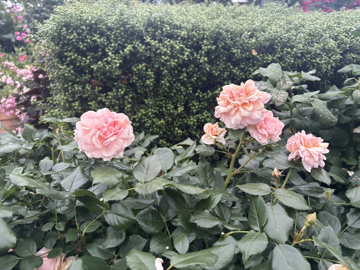 _aritaro_'s tweet photo. 山下公園のバラはもう終わりかけって感じだったかなぁ🌹 https://t.co/jBq7RiaV9N