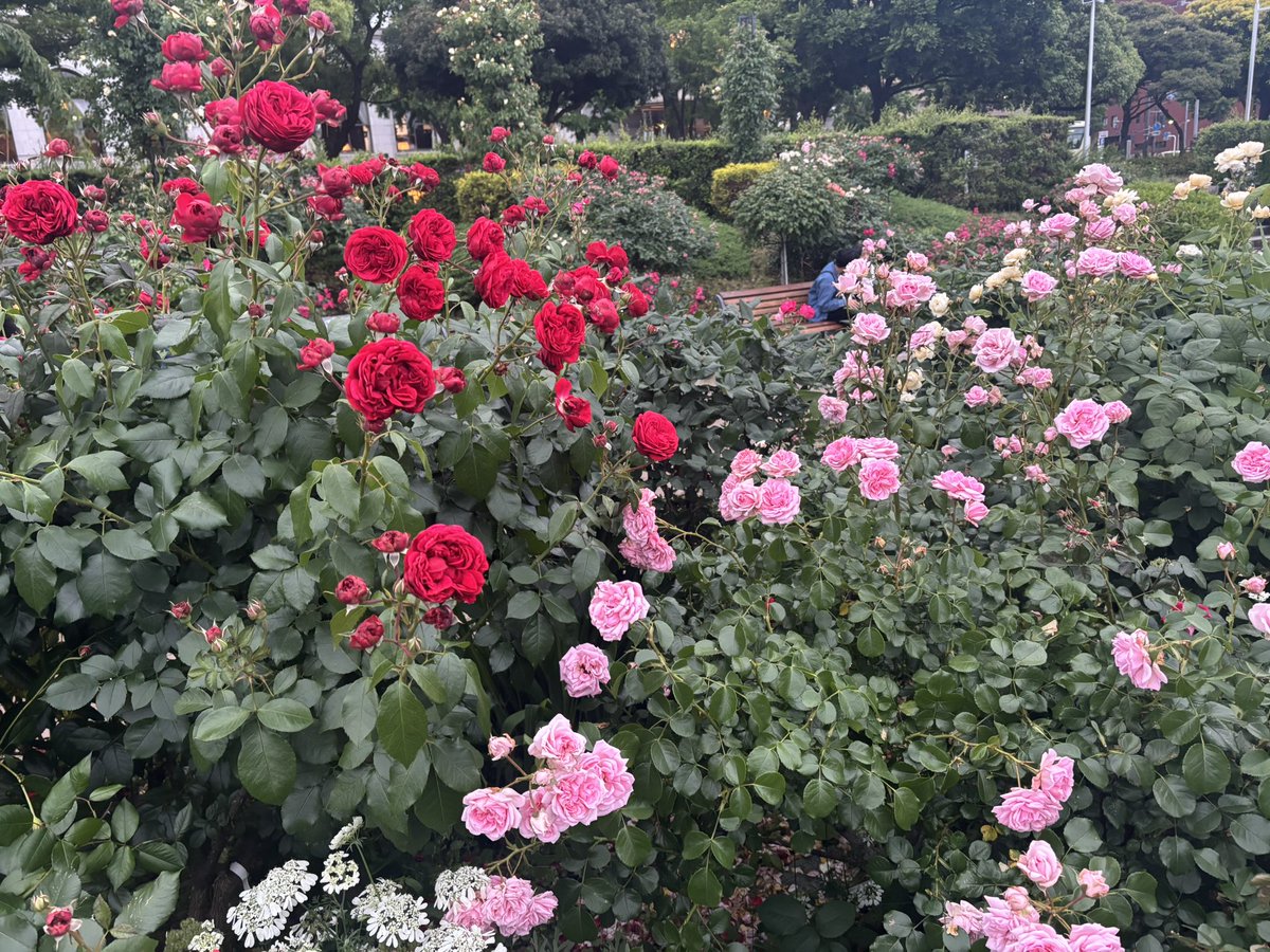 _aritaro_'s tweet photo. 山下公園のバラはもう終わりかけって感じだったかなぁ🌹 https://t.co/jBq7RiaV9N