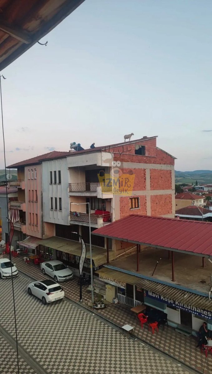 bosunatiklama's tweet photo. Manisa'da kaçan kurbanlık koyun binanın çatısına çıktı. https://t.co/TVoAF6NmNn