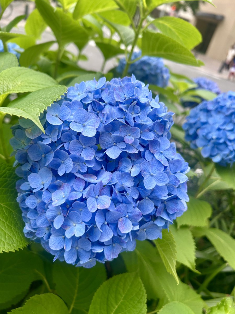 FIFI_Egypt's tweet photo. 紫陽花が咲き始めましたね…素敵だ https://t.co/mImSHZ72LU