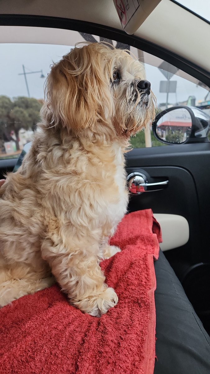 jcdmelbourne's tweet photo. @PaulineHansonOz Happy birthday 🎂 🥳 Pauline same day as my little Lion 🦁 Jupiter 😁 he is a Aussie Fighter like you Pauline 😉🇦🇺🦘🪃 https://t.co/1Nwxk6sx3v