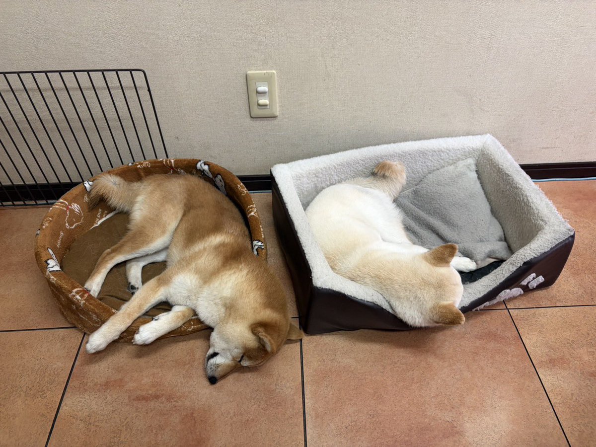 豆柴🐕エルとタケル (@niko71212202) / Posts / X
